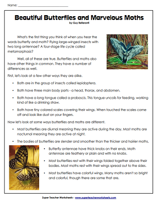 Butterfly Life Cycle Worksheets - Reading Comprehension
