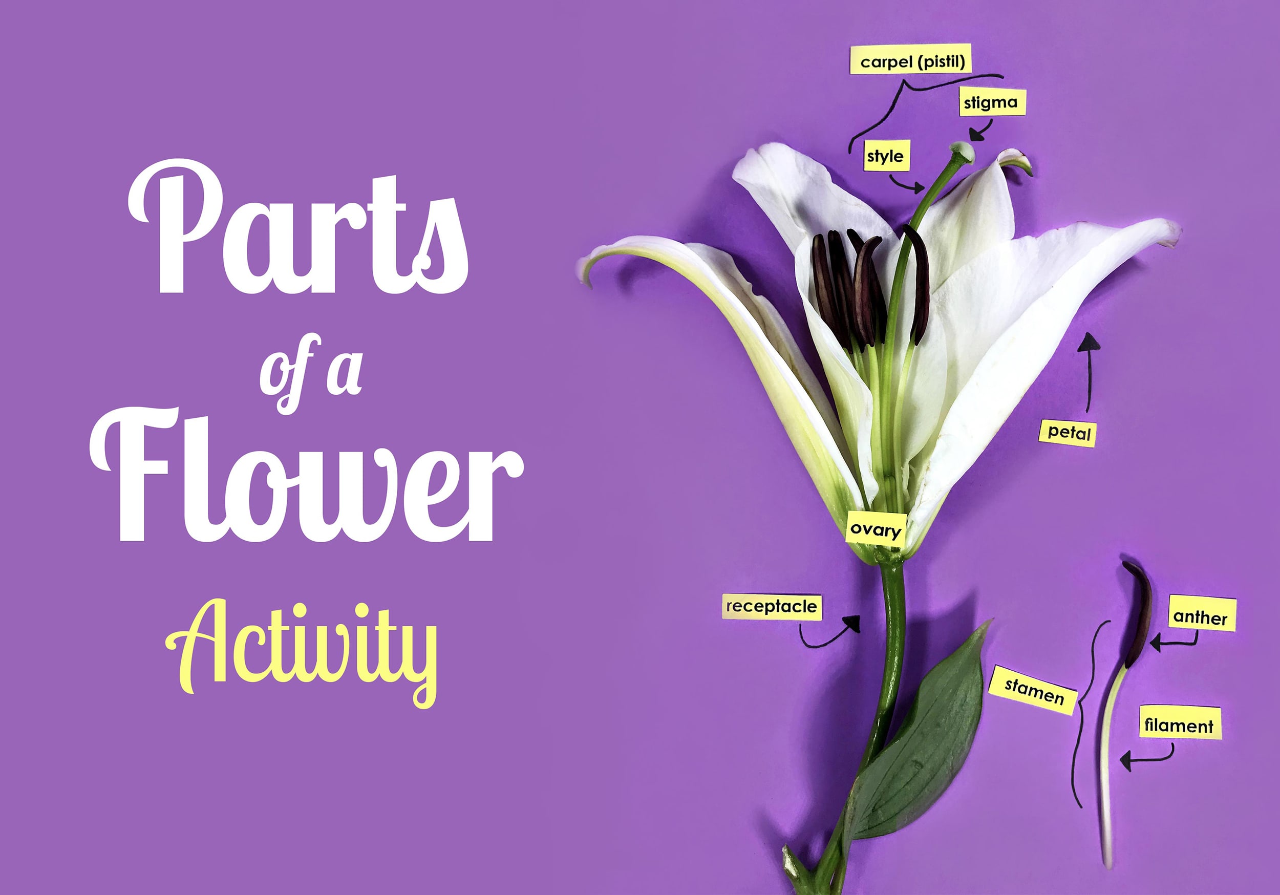 Parts of a Flower Guided Activity