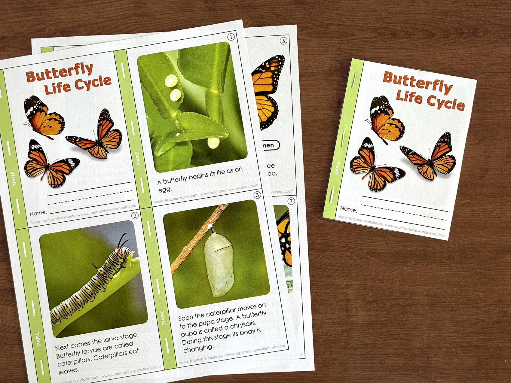Butterfly Life Cycle