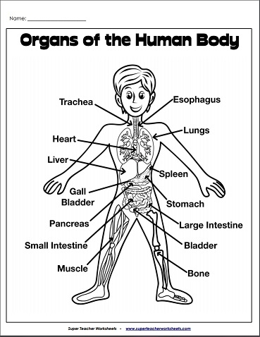 Organs Of The Human Body 