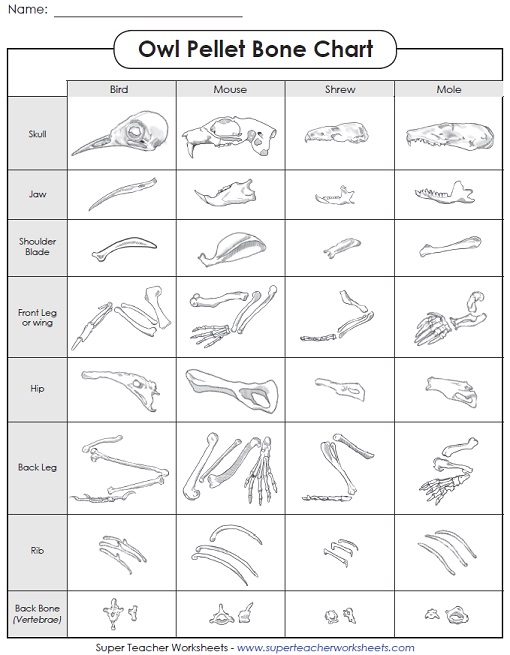 An Owl Pellet Worksheet