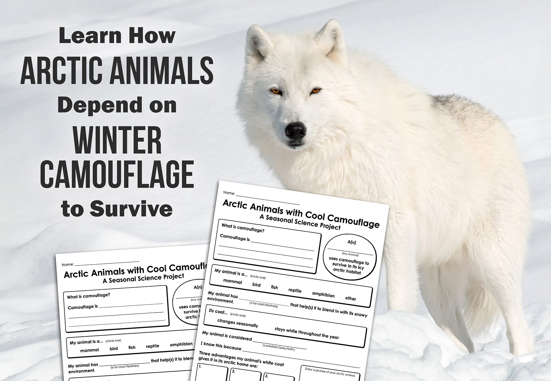 Learn About Arctic Animals With Cool Camouflage 