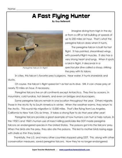 Reading Comprehension - A Fast Flying Hunter: Peregrine Falcon (Printable PDF Worksheet)