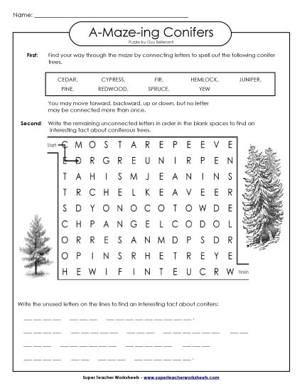 A-Maze-ing Puzzle: Conifers (Printable PDF Worksheet)