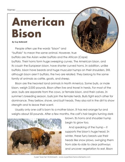 Reading Comprehension - American Bison in Wyoming (Printable PDF Worksheet)