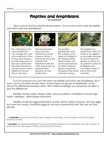 Amphibians - Amphibians and Reptiles (Printable PDF Worksheet)