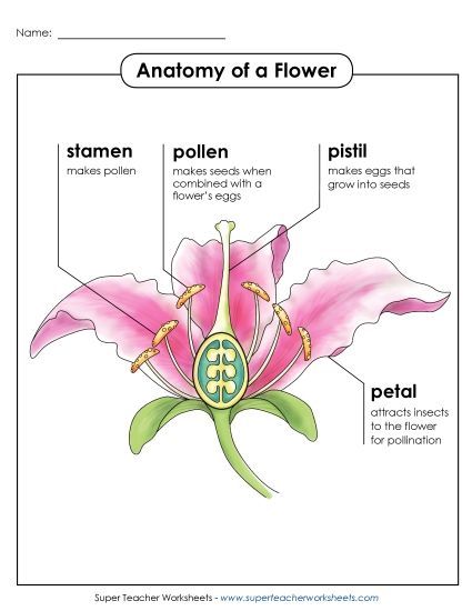Flowers - Anatomy of a Flower Poster (Intermediate) (Printable PDF Worksheet)