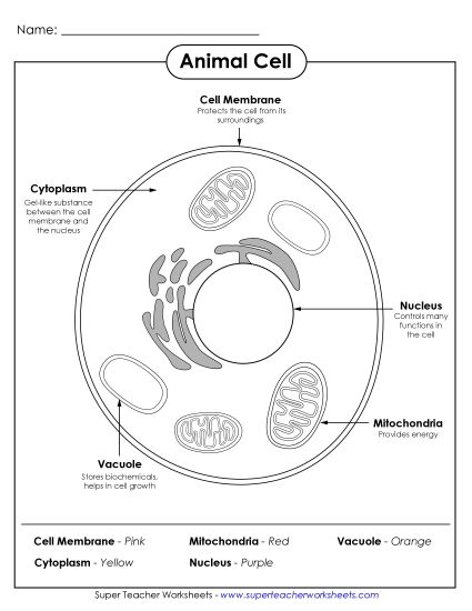 Animal Cells (Basic) - Animal Cell Coloring (Printable PDF Worksheet)