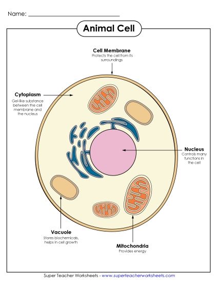 Animal Cells (Basic) - Animal Cell Parts (Color Poster) (Printable PDF Worksheet)