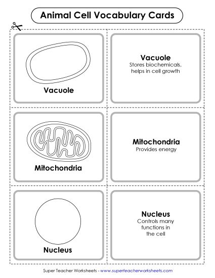Animal Cells (Basic) - Animal Cell Vocabulary Cards (Printable PDF Worksheet)