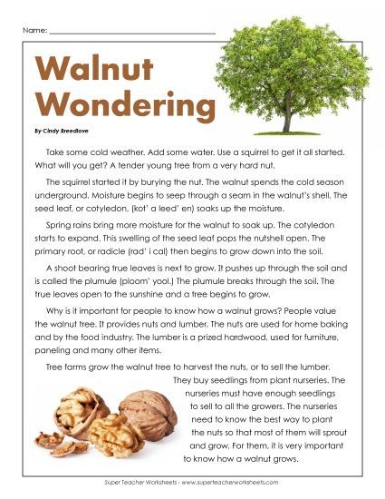 Stories & Articles - Article: Wonderful Walnuts (Printable PDF Worksheet)