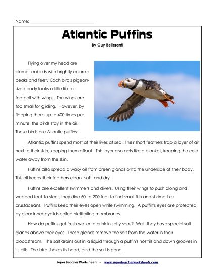 Birds - Atlantic Puffins (Printable PDF Worksheet)