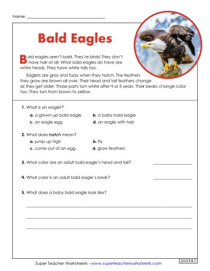 Bald Eagle - Bald Eagles (Short) (Printable PDF Worksheet)