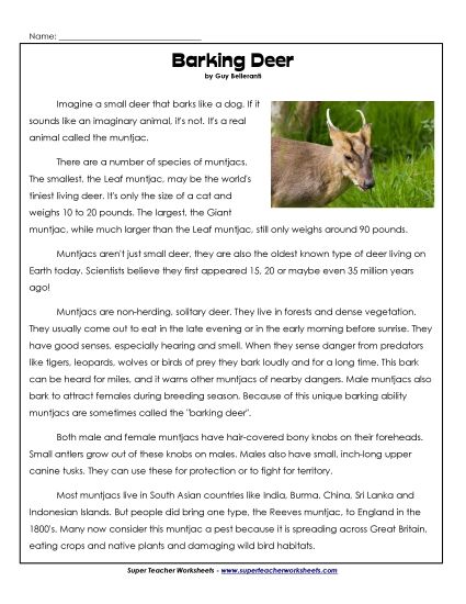 Reading Comprehension - Barking Deer (Printable PDF Worksheet)