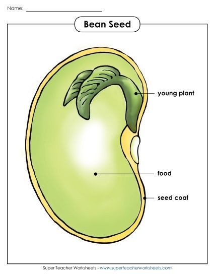 Beans and Bean Plants - Bean Parts Poster (Basic) (Printable PDF Worksheet)