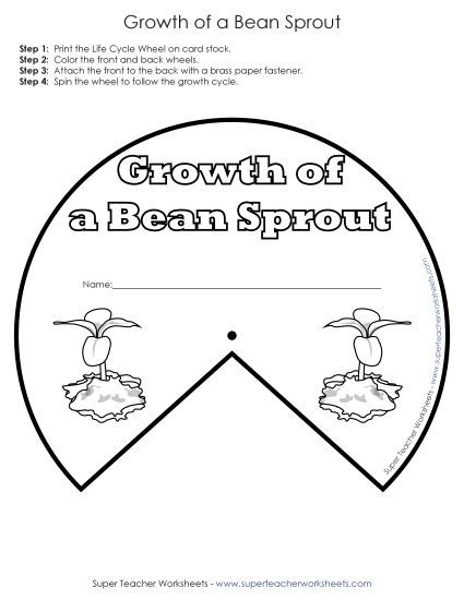 Beans and Bean Plants - Bean Sprout Growth Cycle Wheel (Basic) (Printable PDF Worksheet)