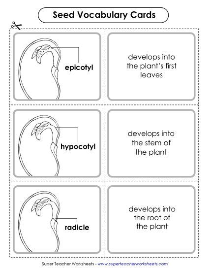 Beans and Bean Plants - Bean/Seed Vocabulary Cards (Intermediate) (Printable PDF Worksheet)