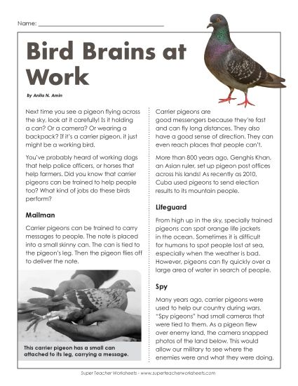 Nonfiction - Bird Brains At Work (Printable PDF Worksheet)