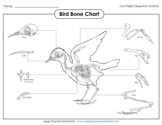 Owl Pellets - Bird Skeleton Bone Chart (Printable PDF Worksheet)