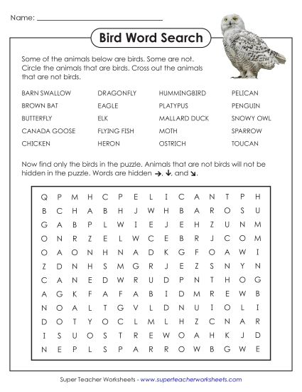 Animal Group Word Searches - Bird Word Search (Printable PDF Worksheet)