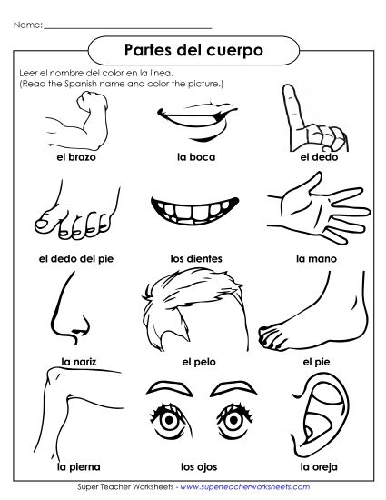 Body Parts (Partes del cuerpo) - Body Part Pictures (Printable PDF Worksheet)