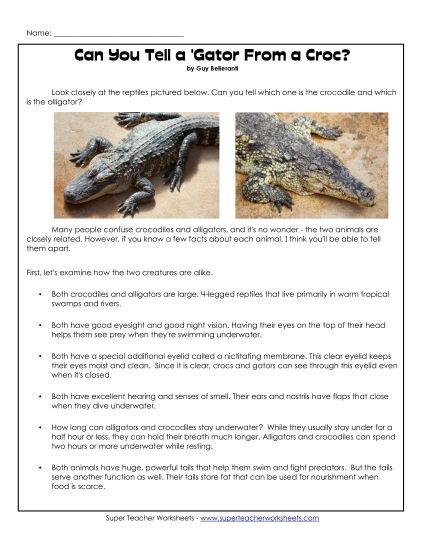 Nonfiction Articles - Crocodiles and Alligators (Article) (Printable PDF Worksheet)