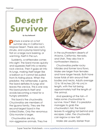 Nonfiction Articles - Desert Survivor (Chuckwalla) (Printable PDF Worksheet)