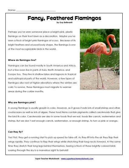 Birds - Flamingo (Printable PDF Worksheet)