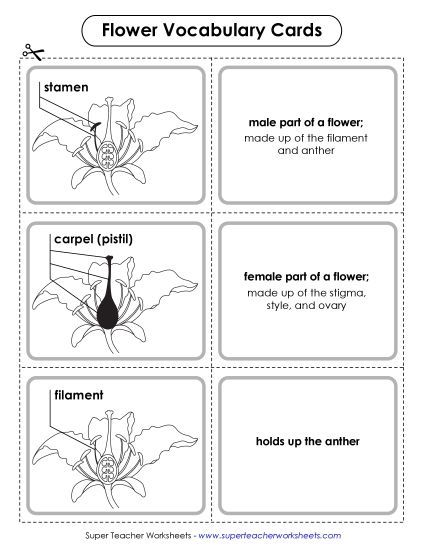 Flowers - Flower Vocabulary Cards (Advanced) (Printable PDF Worksheet)