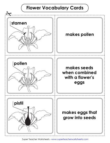 Flowers - Flower Vocabulary Cards (Intermediate)  (Printable PDF Worksheet)