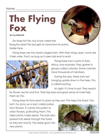 Mammals - Flying Fox (Printable PDF Worksheet)