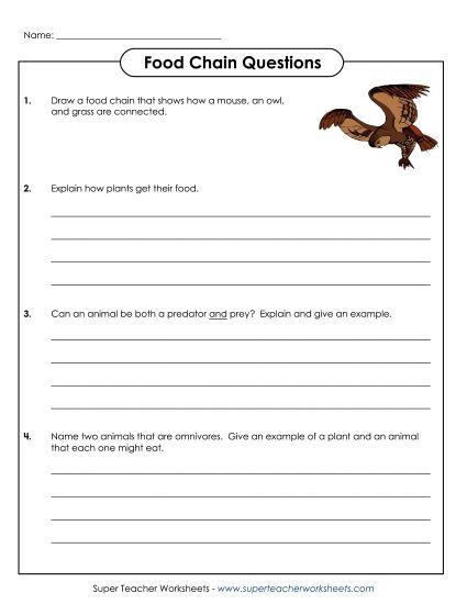 Food Chain Worksheets - Food Chain Questions  (Printable PDF Worksheet)