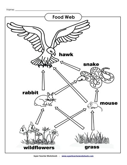 Food Chain Worksheets - Food Web Picture (Printable PDF Worksheet)