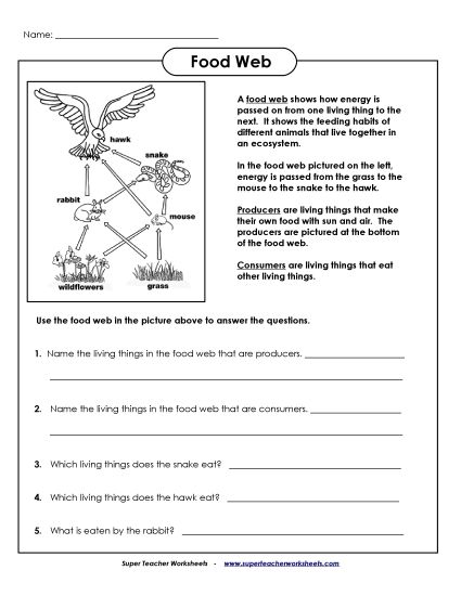 Food Chain Worksheets - Food Web Worksheet (Printable PDF Worksheet)