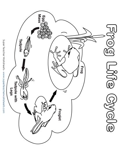 Worksheets - Frog Life Cycle Picture (Printable PDF Worksheet)
