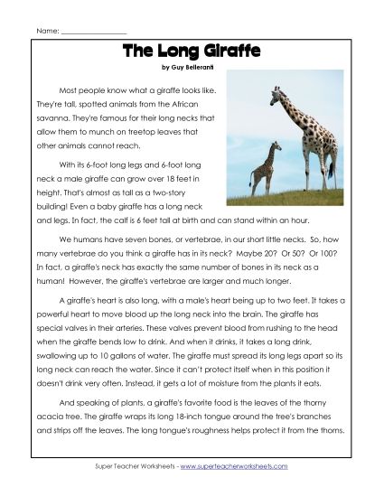 Nonfiction Articles - Giraffes (Printable PDF Worksheet)