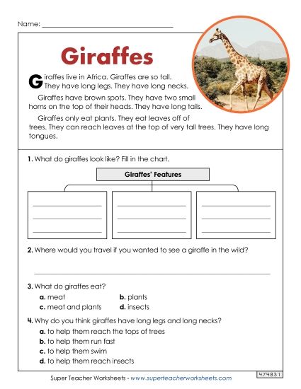 Animal Articles - Giraffes (Short Article) (Printable PDF Worksheet)