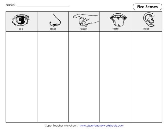 Graphic Organizers - Graphic Column Organizer: 5 Senses (Printable PDF Worksheet)