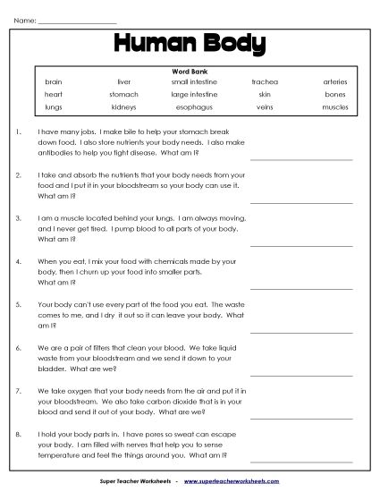 Human Body Worksheets - Human Body Questions (Printable PDF Worksheet)