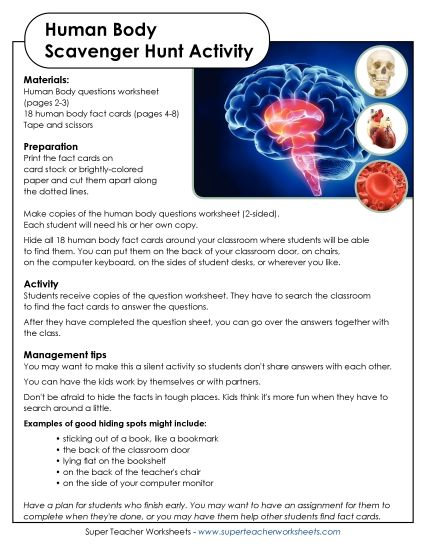 Human Body Scavenger Hunt (Printable PDF Worksheet)