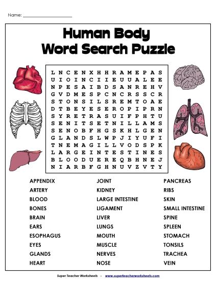Puzzles - Human Body Word Search (Printable PDF Worksheet)