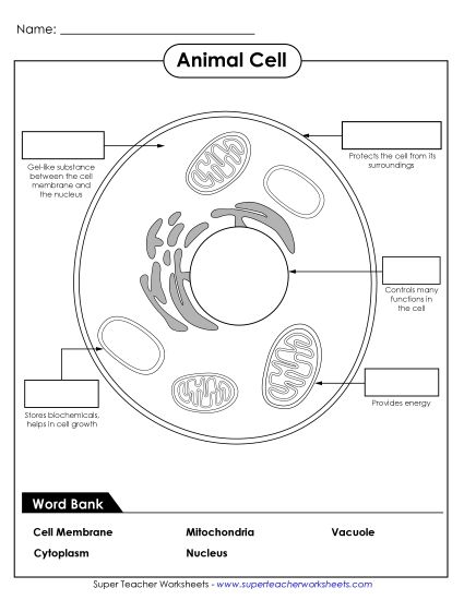 Animal Cells (Basic) - Identify Animal Cell Parts (Printable PDF Worksheet)