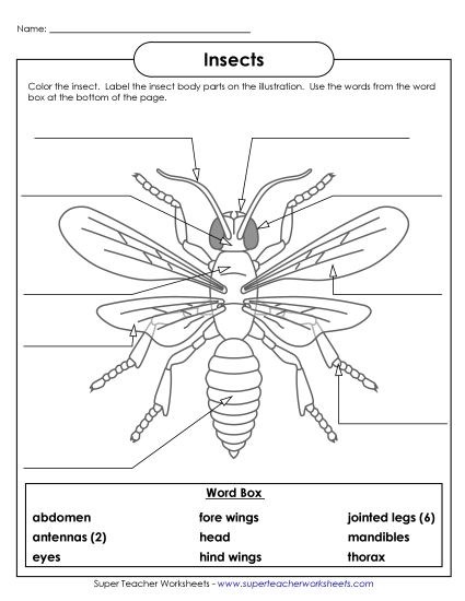 Worksheets and Activities - Insect (Label the Parts) (Printable PDF Worksheet)