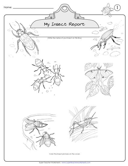 Worksheets and Activities - Insect Report (Printable PDF Worksheet)