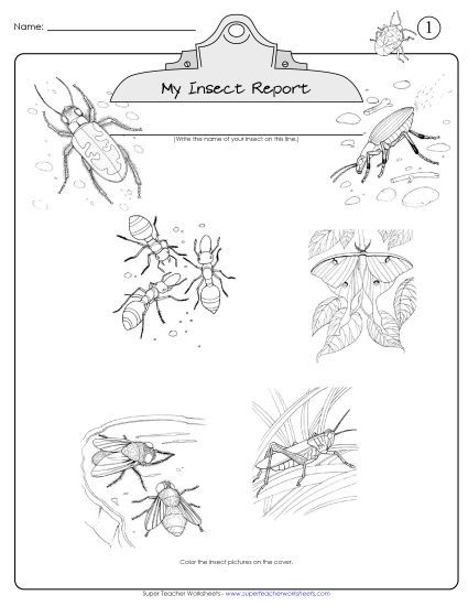 Insect Report Project (Printable PDF Worksheet)