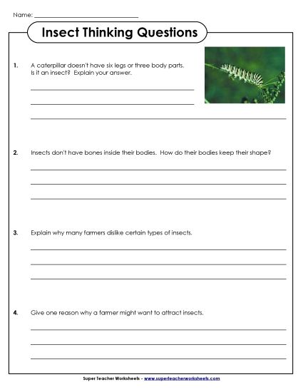 Worksheets and Activities - Insect Thinking Questions (Printable PDF Worksheet)