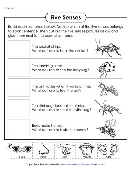 Worksheets and Activities - Insects: 5 Senses (Printable PDF Worksheet)