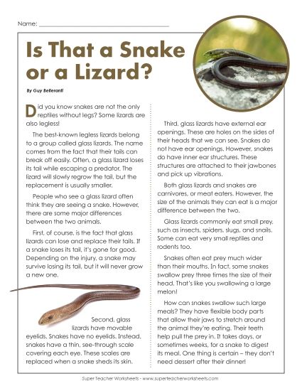 Nonfiction Articles - Is That a Snake or a Lizard? (Printable PDF Worksheet)