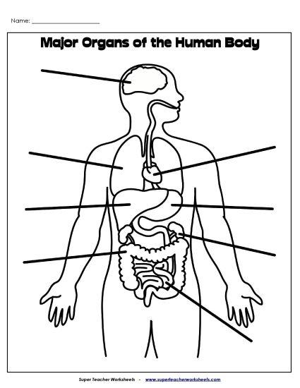 Human Body Worksheets - Label Major Organs (Printable PDF Worksheet)