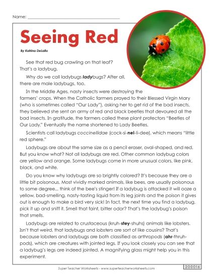 Articles with Questions - Ladybugs Article (Printable PDF Worksheet)
